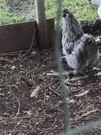 2. Silkie Roosters - Photo 2