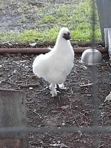 2. Silkie Roosters - Photo 3