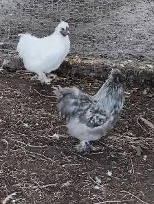 2. Silkie Roosters - Photo 4