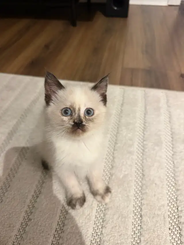 Last Female kitten looking for a new home