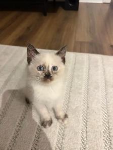 Last Female kitten looking for a new home
