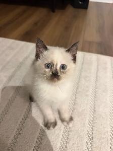 Last Female kitten looking for a new home - Photo 2