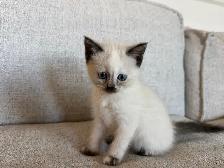 Last Female kitten looking for a new home - Photo 3