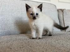 Last Female kitten looking for a new home - Photo 4