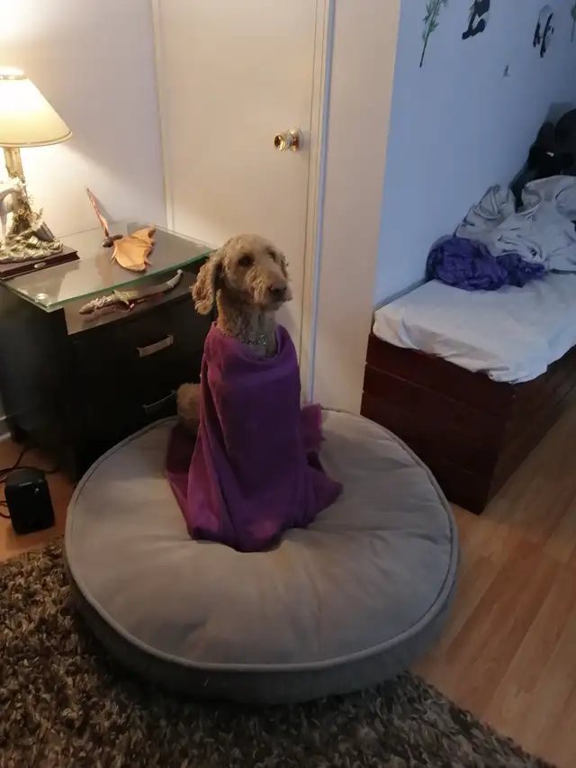 House sitters