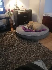 House sitters - Photo 2