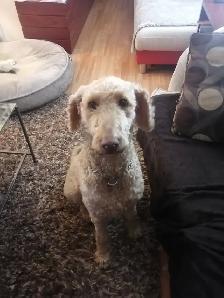 House sitters - Photo 3