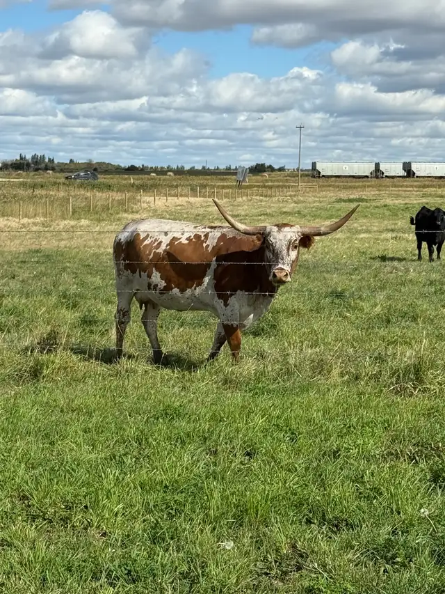 longhorn pairs