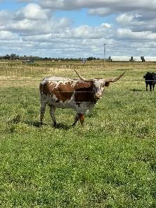 longhorn pairs