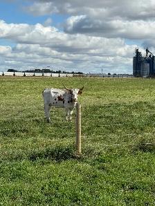 longhorn pairs - Photo 2