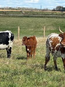 longhorn pairs - Photo 3