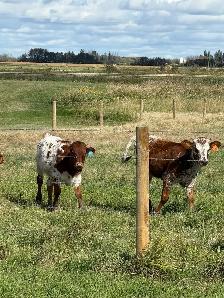 longhorn pairs - Photo 4