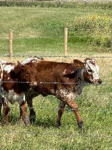 longhorn pairs - Photo 5