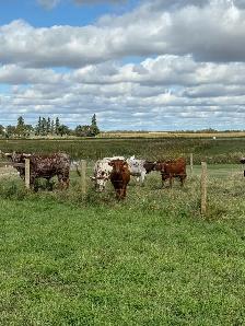 longhorn pairs - Photo 6