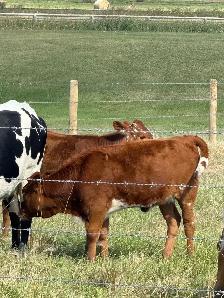 longhorn pairs - Photo 7