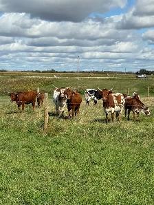 longhorn pairs - Photo 8