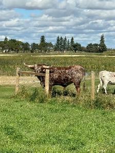 longhorn pairs - Photo 9