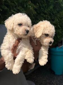 Bichon Poodle