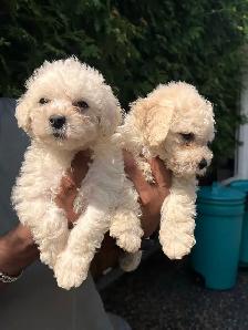 Bichon Poodle - Photo 2