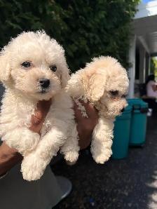 Bichon Poodle - Photo 3