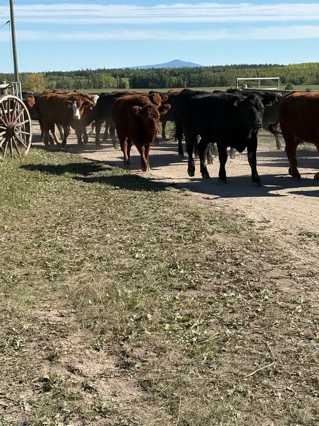 Red and blk bred heifers