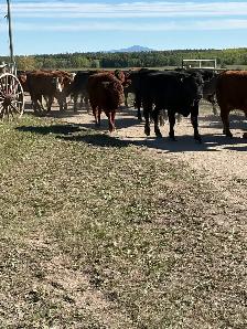 Red and blk bred heifers