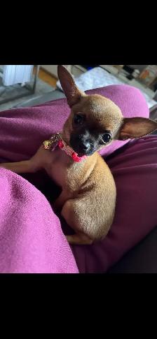 chihuahua