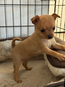 chihuahua - Photo 3