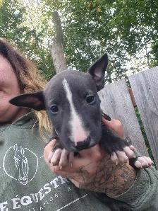 chiot bullterrier