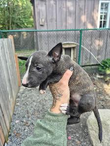 chiot bullterrier - Photo 2