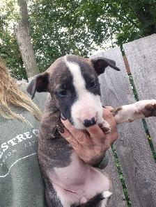 chiot bullterrier - Photo 3
