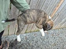 chiot bullterrier - Photo 4
