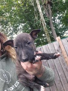 chiot bullterrier - Photo 5