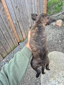 chiot bullterrier - Photo 6