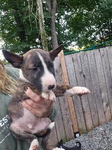 chiot bullterrier - Photo 7