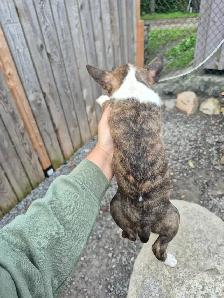chiot bullterrier - Photo 8