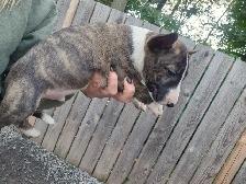chiot bullterrier - Photo 9