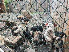 chiot bullterrier - Photo 10