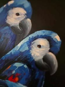 speciaux sur perruches pinsons tourterelles canaries et cages - Photo 5