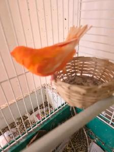 speciaux sur perruches pinsons tourterelles canaries et cages - Photo 8