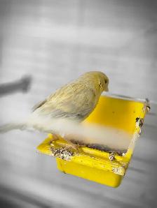 speciaux sur perruches pinsons tourterelles canaries et cages - Photo 10