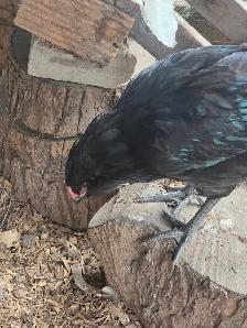 Purebred Ameraucana Rooster 12 weeks old