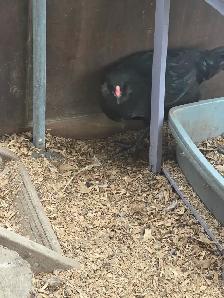 Purebred Ameraucana Rooster 12 weeks old - Photo 2