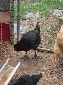Purebred Ameraucana Rooster 12 weeks old - Photo 3