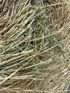 Oat/Barly Greenfeed - Photo 2