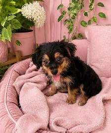 One Adorable Yorkie female, Ready for her Furever family - Photo 3
