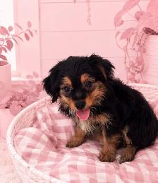 One Adorable Yorkie female, Ready for her Furever family - Photo 4
