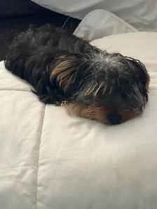 One Adorable Yorkie female, Ready for her Furever family - Photo 6
