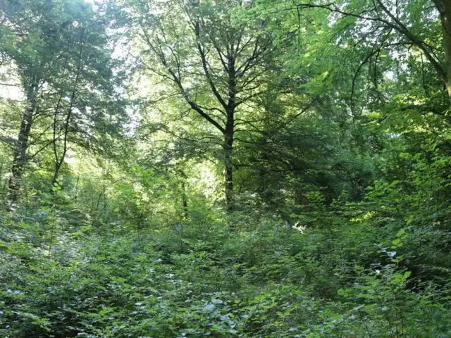 Terrain de 51k pieds carré a vendre au lac St-Charles