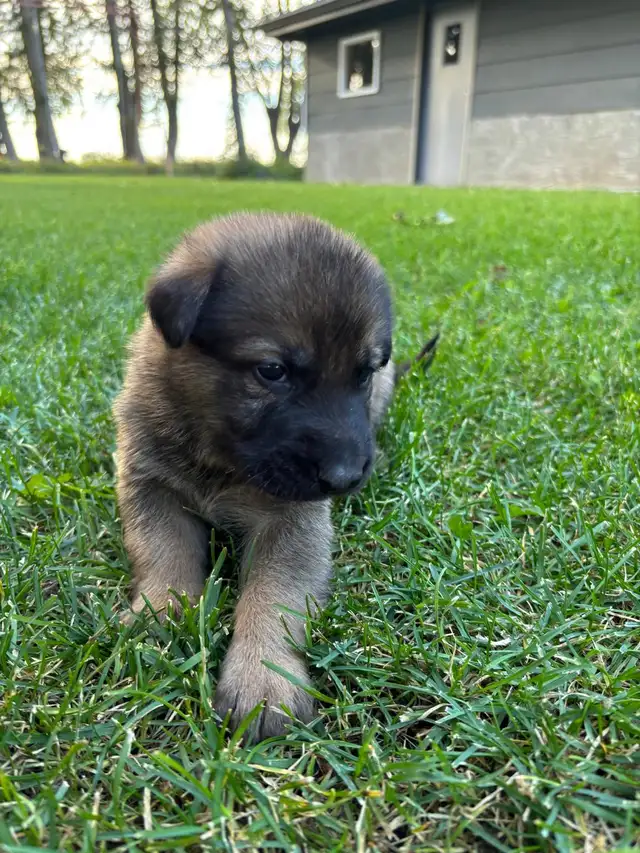 German Shepherd/white lab puppies